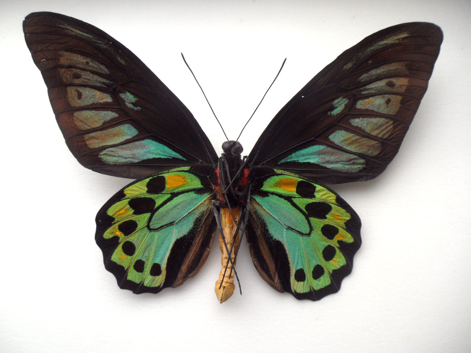 ORNITHOPTERA PRIAMUS PRIAMUS MALE ABERRATION CERAM INDONESIA4 (Internet Image property of respective owner, non-commercial use only)